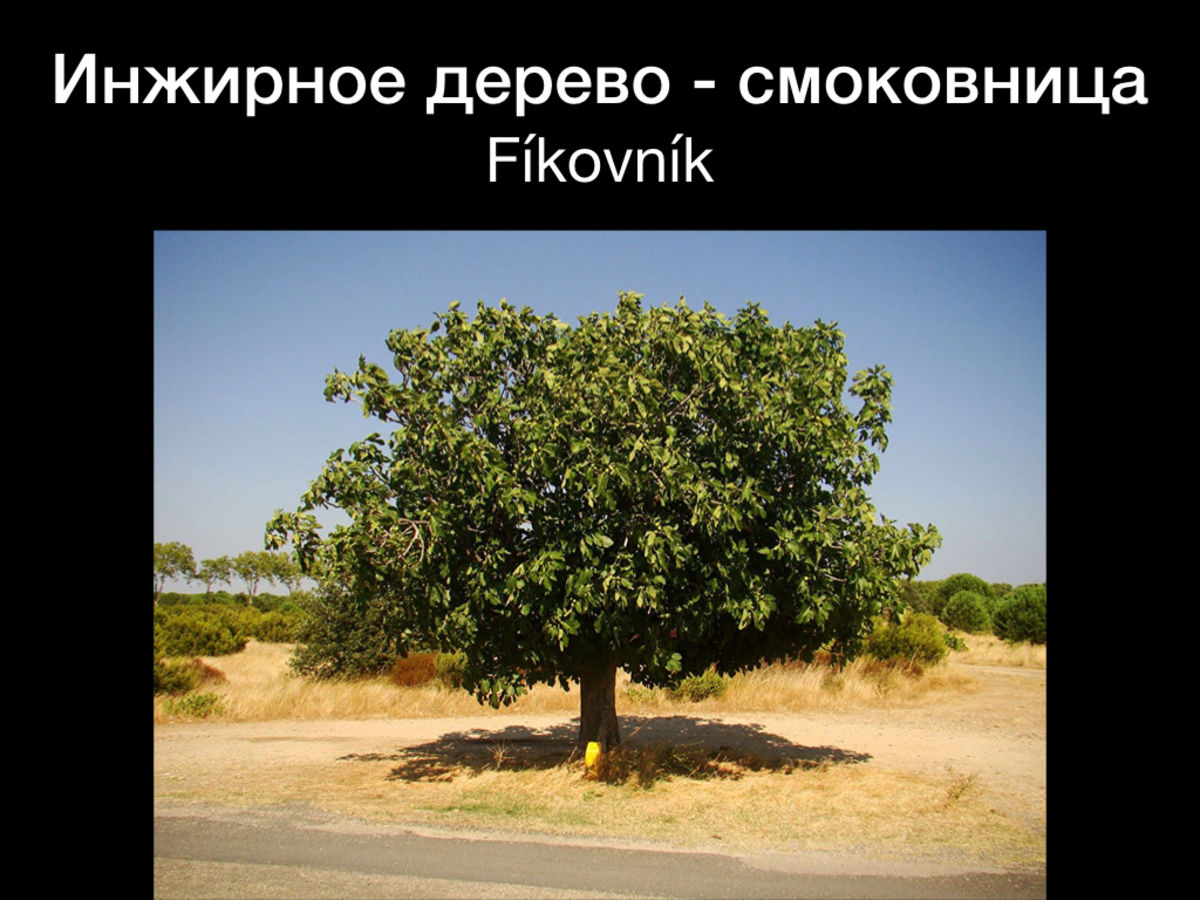 Притча о бесплодном инжире